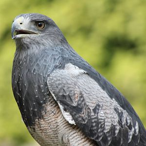 Black-chested buzzard-eagle