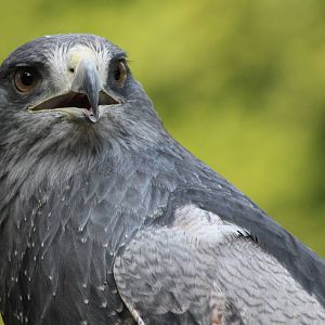 Black-chested buzzard-eagle