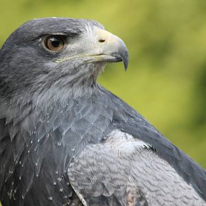 Black-chested buzzard-eagle