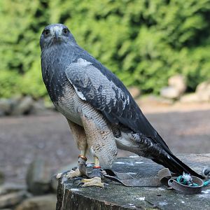 Black-chested buzzard-eagle