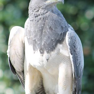 Black-chested buzzard-eagle