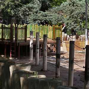 new camel ride platform