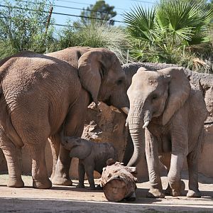 dad and mom and baby