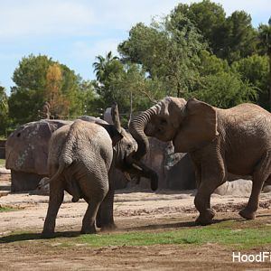elephants sparring