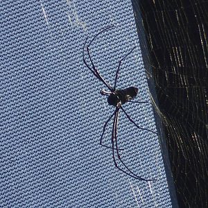 Malaysian giant wood spider