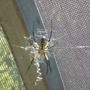 Golden orb weaver