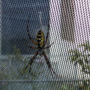 Garden spider
