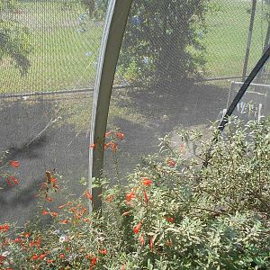 General spider pavilion set up