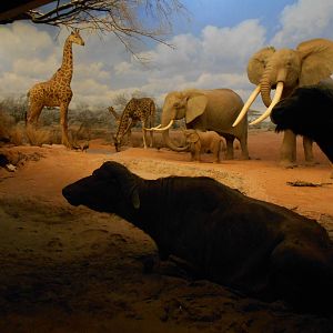 just another African savanna in the middle of Los Angeles