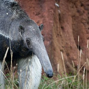 Giant anteater : Hamerton : 05 Sep 2014