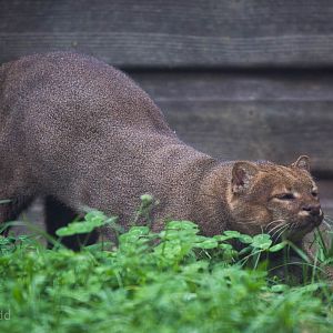 Jaguarundi : Hamerton : 05 Sep 2014