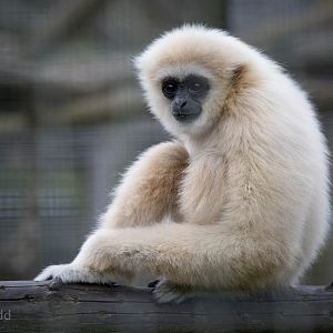 Lar gibbon : Hamerton : 05 Sep 2014