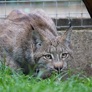 Canadian lynx : Hamerton : 05 Sep 2014