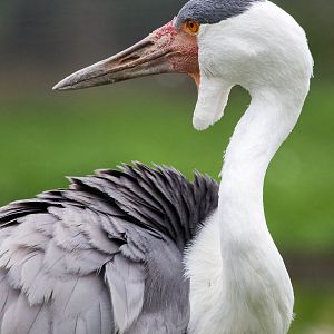 Wattled crane : Hamerton : 05 Sep 2014
