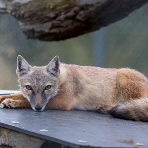 Corsac fox : Hamerton : 05 Sep 2014