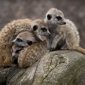 Meerkats : Hamerton : 05 Sep 2014