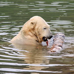 Victor stripping and eating bark 5-10-14