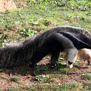 Anteater in the larger enclosure 5-10-14