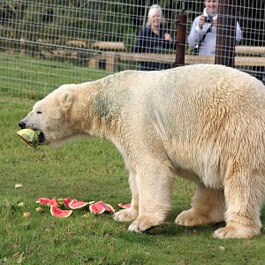 Victor the polar bear with watermelon 5-10-14