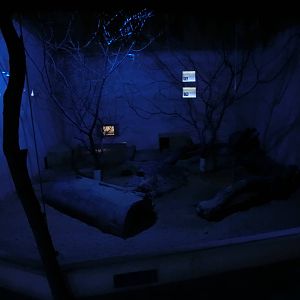 cape fox exhibit - Zoo Plzen