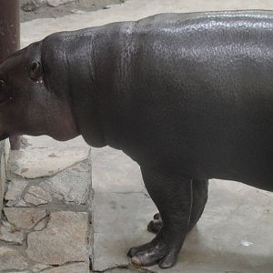 Pygmy hippo