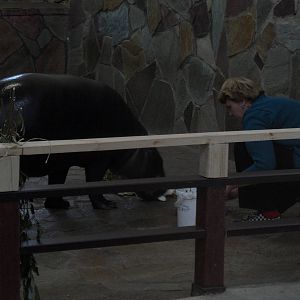 Pygmy hippo with keeper