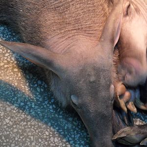 Aardvarks