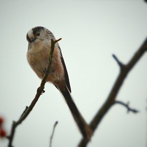 Long tailed tit
