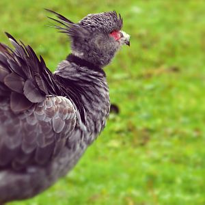 Southern Screamer