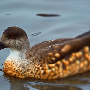Patagonian Crested Duck