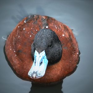 Argentina Ruddy duck?