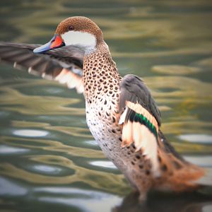 Bahama pinteal drake