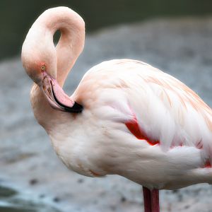 Greater flamingo