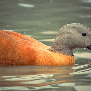 ruddy shelduck