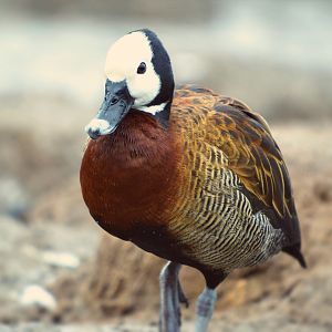 white face whistling duck