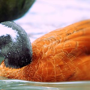ruddy shelduck or south african shelduck