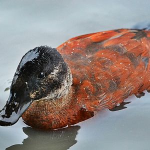 Non breeding Argentina Ruddy Duck