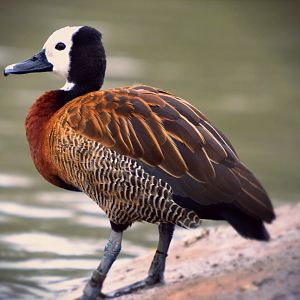 white faced whistling duck