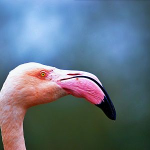 Greater flamingo