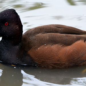 SOUTHERN POCHARD