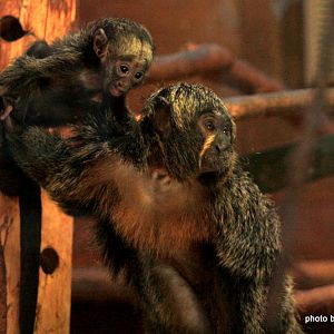 New White Faced Saki Monkey