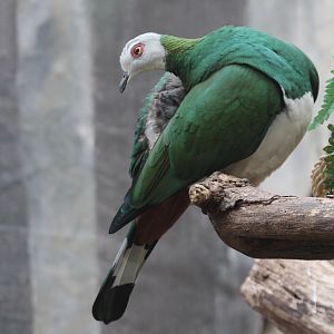 White-bellied Imperial Pigeon (Ducula forsteni)