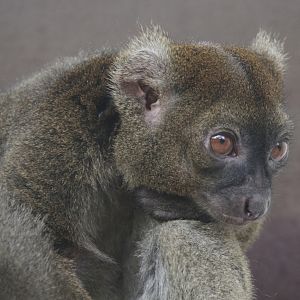Greater Bamboo Lemur (Prolemur simus)