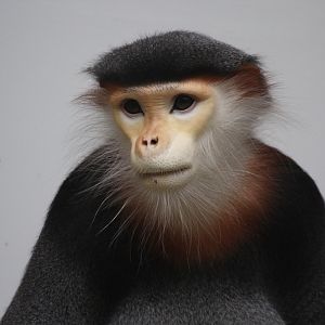 Douc Langur (Pygathrix nemaeus) - last animal in Europe