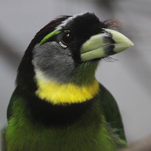 Fire-tufted Barbet (Psilogon pyrolophus)
