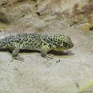 Chinese Wonder Gecko (Teratoscincus roborowskii)