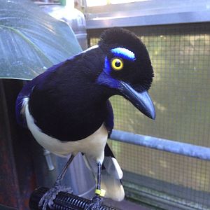 Plush Crested Jay