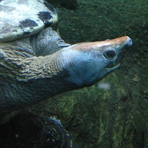 Malaysian Painted Turtle