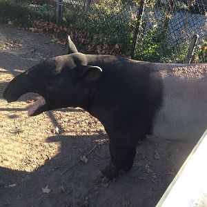 Malayan Tapir
