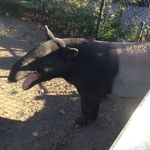 Malayan Tapir